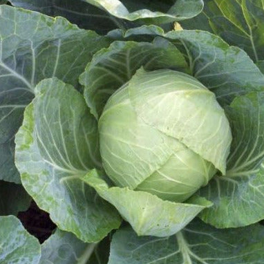 Old fashioned early favorite! Short season variety. Uniform, solid, 6 to 8 inch round heads. 3 to 4 and 1/2 pounds. Crisp and tender. Good keeper. Perfect for small gardens. Great for salads, coleslaw and sauerkraut! FM, HG.  Harvest in about 70 days. Germination rate about 80% or better. 