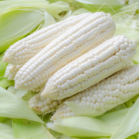 Introduced in 1890, Country Gentleman Sweet Corn produces 8 inch long ears on very tall stalks. Kernels are not laid out in rows but instead are packed in a zigzag pattern. Sweet and delicious, kernels stand up well frozen for corn throughout the winter. Harvest in about 90 days.