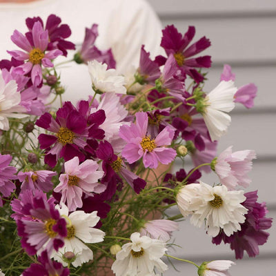 <p>Add colorful texture to any bouquet. Tubular petals with fluted edges. Effect is two-toned and three-dimensional. 2 1/2-3 inch blooms in carmine, rose, pink, and white. Cosmos are also known as garden cosmos.&nbsp; Blooms in about 90 days. <span class="a-list-item" data-mce-fragment="1">Germination rate about 70% or better</span>. <br></p> <p><span data-contrast="auto">Our Non-GMO seeds are sustainable. Our packaging is environmentally friendly, climate friendly, reusable, and recyclable.