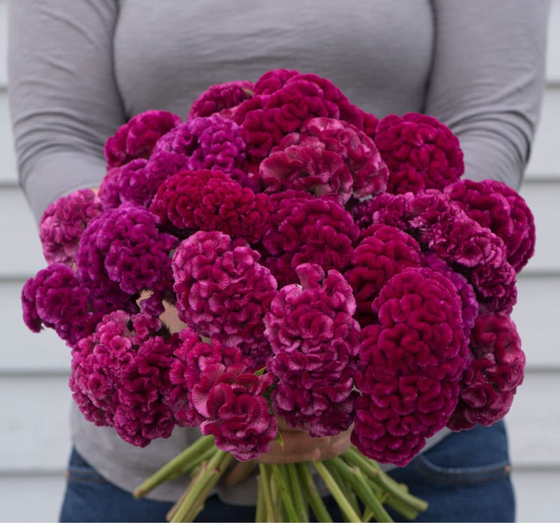 Prolific, iridescent rose-colored, crested-type Celosia. Crested-type flowers bloom prolifically on well-branched plants. Bloom size is approximately 2 to 6 inches across. With approximately 15 to 20 stems per plant, Cramer&