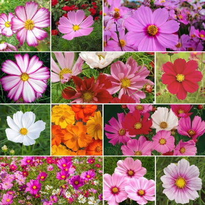 Crazy For Cosmos Mix Cosmos Flowers feature a dazzling array of 10 colorful and fascinating cosmos varieties that is sure to provide a symphony of color throughout the season. Suitable for all regions of North America. Easy-to-grow favorite. Single flowers, 3 to 4 inches across, in yellow, orange, lavender, pink, magenta and white. Grows to a height of 45 to 54 inches. Blooms in about 100 days. <span class="a-list-item" data-mce-fragment="1">Germination rate about 70% or better</span>. 