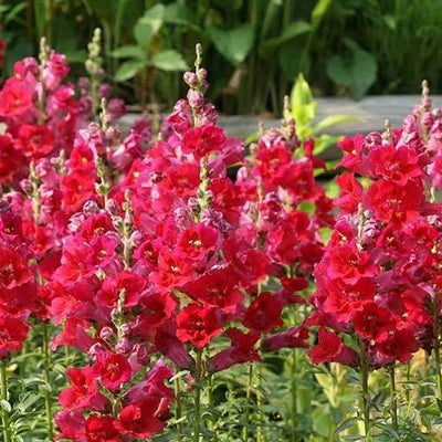 Sonnet Series snapdragon seeds grow a fragrant, classic, and authentic touch of the Mediterranean in your home or garden. Sonnet Series snapdragons are easy to grow from seed and timeless centerpieces for fresh cut arrangements, baskets, and bouquets. Snapdragon Sonnet Series seeds grow brilliant 18 inch tall stalks filled with gorgeous dense blooms of vivid crimson colors.