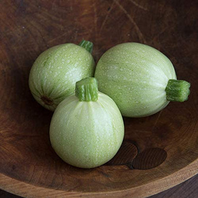 Zucchini Round Cue Ball produces attractive light-green fruits with subtle flecking. Very productive plant. Longer stem and open habit makes for easy harvesting. Flat blossom end, so harvested fruit sits upright. Pick at 2 to 3 inches in a diameter for best flavor. Intermediate resistance to powdery mildew, watermelon mosaic virus, and zucchini yellow mosaic virus