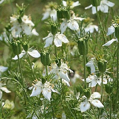 A short plant with feathery foliage and small, white flowers, Cumin is a popular spice in many international cuisines. In addition to its long history of medicinal use, it is downright delicious! Has many medicinal uses by extracting the oil for black seed oil. These seeds need to be grown and harvested and then the oil extracted.  Harvest in about 90 days. Germination rate about 80% or better. 