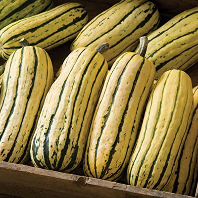 Squash Winter Delicata is a distinct, widely-grown strain. Unique, 7 to 9 inch long, 3 inch wide weighting 1 1/2 to  2 pounds., cream-colored fruits with dark green longitudinal stripes and flecks. Very sweet, excellent for stuffing and baking, even right at maturity. This beautiful strain has gained a nice following in the specialty produce trade.  Harvest in about 100 days. Germination rate about 80% or better.