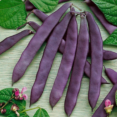 Bean Dow's Purple Pod bean is a vigorous climber with 7-8 inch long pods. The interior of the pod is bright green, while its exterior is a deep purple. The seeds are white with a delightful flavor, with incredible tenderness. Harvest in 75 days. Germination rate about 80% or better. 