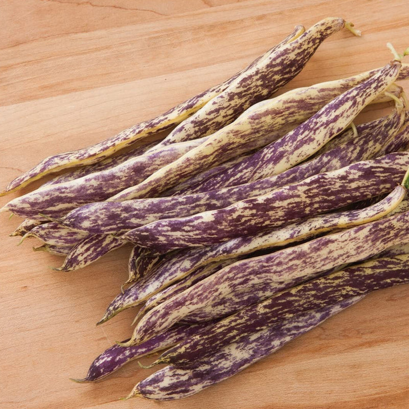 Unique flashy heirloom. Average 6 to 6 1/2 inch flat pods are pale yellow with purple streaks. They are tender and sweet and good in salads or cooked. Purple disappears upon cooking. Tan seeds with dark speckles. Harvest in 57 days. Germination rate is 80% or better. 