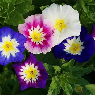 Morning Glory Dwarf Mix like you’ve never seen before! Most of us are quite familiar with the long, trailing vines and bright blue and white flowers on traditional Morning Glory’s, but this Dwarf Mix is one you’ll definitely want to grow for yourself! Growing in a compact, mounding formation. 2 inch blooms feature a carnival of color on each bloom!