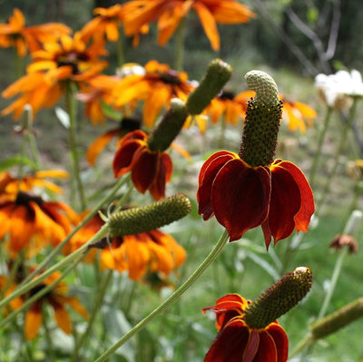 This plant resembles prairie coneflower, but has deep red flowers and grows to just 1-2 feet tall. It is a biennial to short lived perennial and is recommended for borders, natural gardens, rock gardens and pollinator plantings. Blooms in about 100 days. Germination rate is about 70% or better.