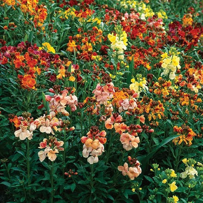 A favorite in English gardens, Wallflower Fair Lady Mix has mixed colors of speckled and shaded bi-color blooms. Blooms in 70 days. Germination rate is 70%. 