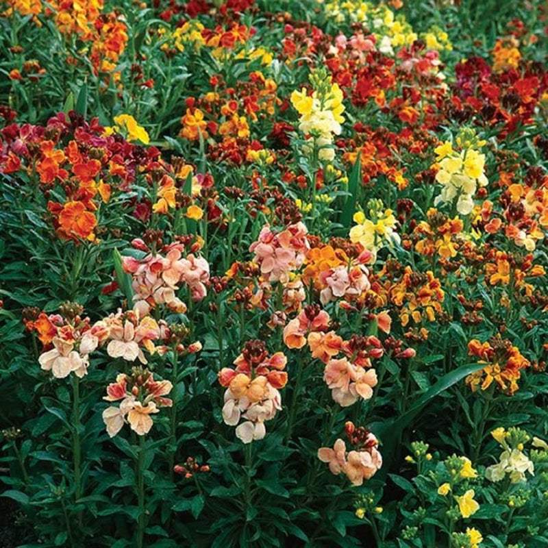 Flower Wallflower Fair Lady Mix 100 Non-GMO, Heirloom Seeds