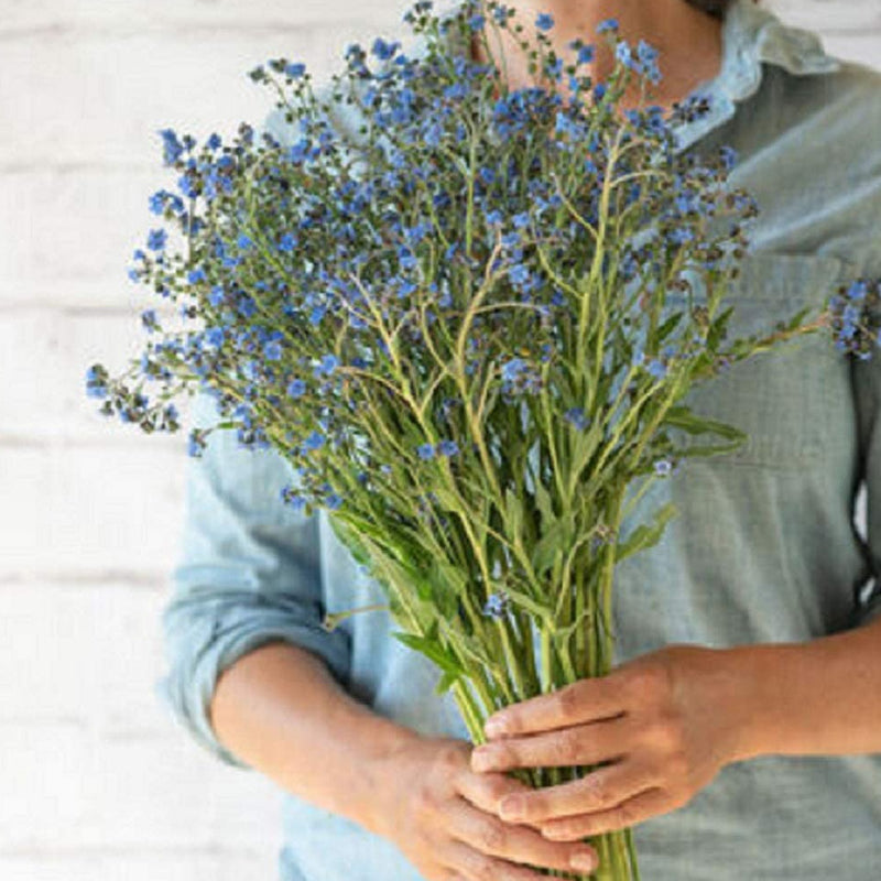Best blue forget-me-not for cut flowers. Tall, uniform plants produce a strong first cut of long, sturdy stems, followed by an abundance of branching side stems. Attracts bees. Also known as Chinese hound&