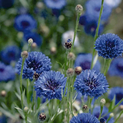 Classic cornflowers. Deep blue. Upright plants produce abundant 1-1½" blooms. Prefers cool temperatures. Make 2-3 successive sowings for continuous summer blooms. Tolerates poor soil of medium fertility. Great edible flower for decorating desserts and salads. Height 24 to 30 inches. Blooms in 100 days. <span class="a-list-item" data-mce-fragment="1">Germination rate about 70% or better</span>. 