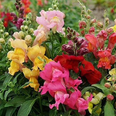 A vibrant array of colorful snapdragon flowers in bloom, featuring a mix of pink, yellow, red, and pale green hues.