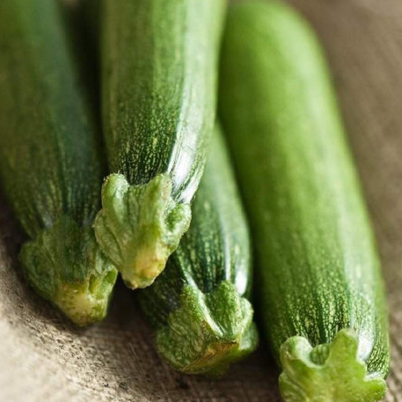 Zucchini Fordhook is classically smooth and cylindrical, and grows dark green with creamy white flesh. Tender and supple at 6-8" long, this summer zucchini squash is vigorous and productive. Harvest in about 50 days. Germination rate about 80% or better. 