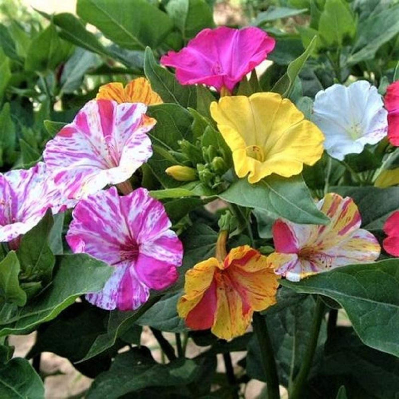 A popular garden annual/perennial (depending on your zone) our Bi-color Mix really takes the interest to the next level! Mixed color blooms are marbled and streaked with dark pink, making no two blooms the same! Easy to grow and adaptable, Four O&