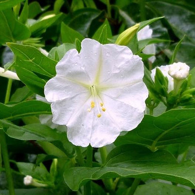White Four O'clock is an old-time garden favorite which gets its common name from its late afternoon to early morning bloom time. A tender perennial that forms tubers, plants produce handsome, fragrant, trumpet-shaped flowers that attract birds and butterflies