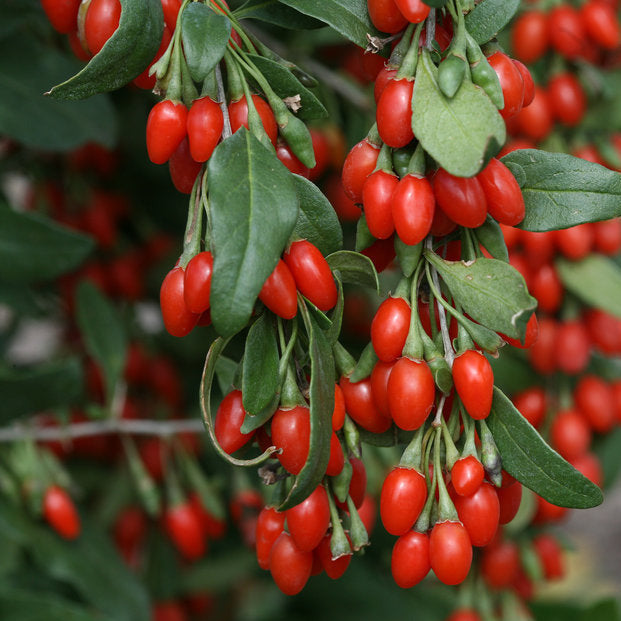 Herb Goji Berry 200 Non-GMO, Heirloom Seeds
