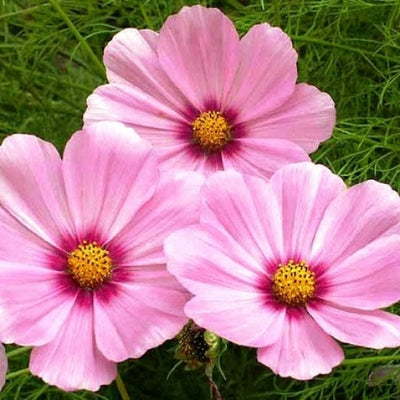 Cosmos Gloria is a classic cosmos pink with magenta flames at the center, which replicates many people's favorite bi-color break from the old colors. This color combo was often seen in the old mixtures of pink, white and maroon, and now it's yours on plants just 3 to 5 feet tall. Like all the others, it's a snap to grow from seed, and you'll have big bloom from midsummer right up until frost. Blooms in about 80 days.