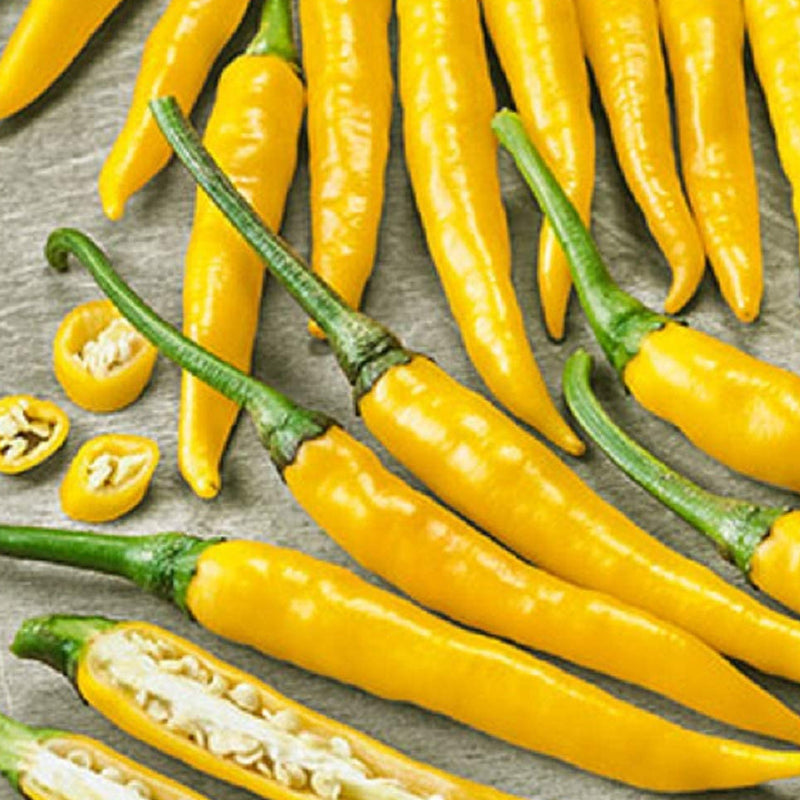 Compact plants produce an abundance of slender golden peppers that reach up to 6 inches long. Well suited for field production or containers. Harvest in 75 days. Germination rate about 80% or better.