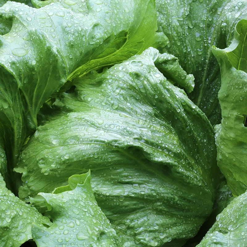 Iceberg is a timeless classic heirloom lettuce that has been a salad staple for more than 100 years. Add crunch to your salads and sandwiches with this classic iceberg! Medium-large, round, very firm heads are covered by over-folding, fringed dark green leaves. Harvest young for baby greens! Does well in most US regions. Slow bolting. Resistant to cold damage and sunburn. Very well adapted to hot and adverse conditions. Harvest in 55 days. Germination rate about 80% or better. 