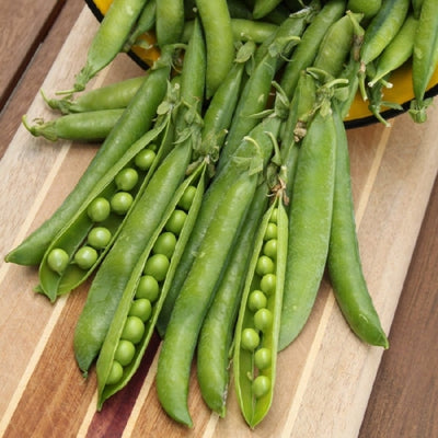 This favorite variety for home gardeners produces loads of 4-5 in. pods full of plump, sweet, dark green peas on 30 in. plants. Double pods set heavily at the top of the plant for easy picking. Excellent fresh flavor holds well for canning and freezing. Resists wilt and mildew (DM, FW, RR, & LCV).  Harvest in about 70 days. Germination rate about 80% or better. 