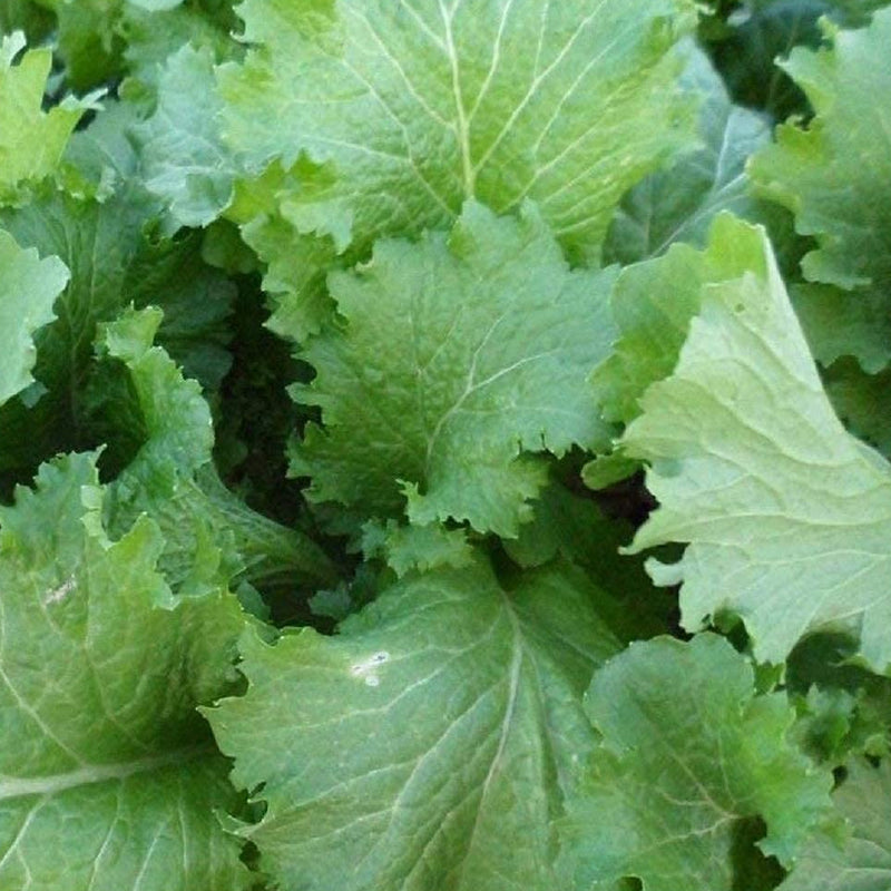 Slowest-to-bolt mustard green. Heavily curled, frilly, bright green leaves are great for salad mix or full-size bunches. Mustard-y hot taste mellows when cooked. Harvest in about 21 days for baby leaves or 45 days for full sized leaves. Germination rate is 80% or better.