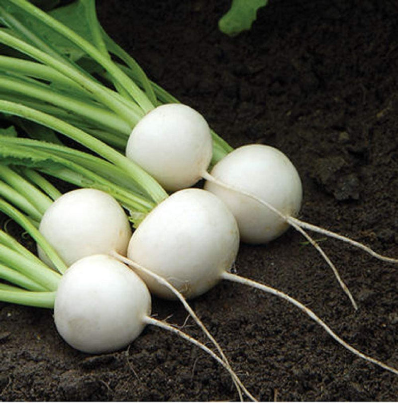 Turnip Hakurei 200 Non-GMO, Hybrid Seeds