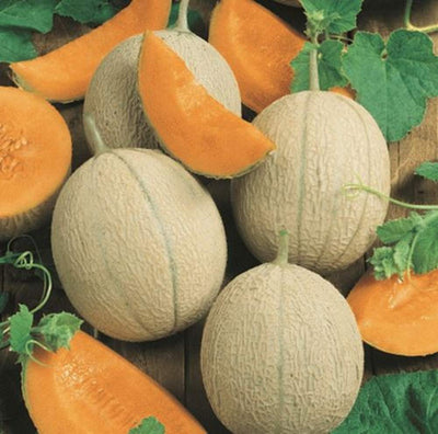Introduced around 1900 and once was the most popular commercial cantaloupe in the Midwest! High yielding, vigorous, 36 to 72 inches spreading vines produce beautiful melons with aromatic, sweet deep-orange, thick juicy flesh. Nearly round 6 1/2 x 6 inches diameter melons weighing 3 to 4 pound have a small cavity. Thin, heavily netted rind with medium ribs.  Harvest in about 80 days. Germination rate about 80% and better.