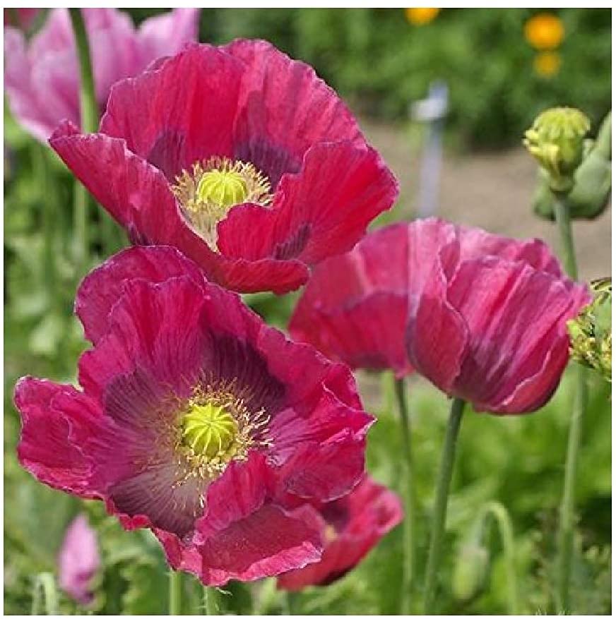 Flower Poppy Hens & Chicks 100 Non-GMO, Heirloom Seeds – David's Garden ...