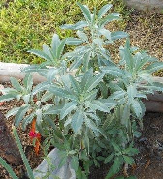 White Sage is a woody perennial (takes a couple of years to achieve this). This has a wonderful aroma and loves full sun and sandy, well drained soil. The beautiful white foliage of this indigenous plant sets off the silver-blue flowering spikes. Foliage is light green to white when the plant is young, and turns very white as the plant matures, and especially after drying the leaves. 