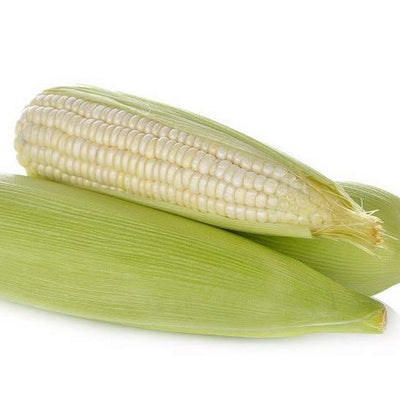 Can grow between 8 to 9 feet tall. Produces 8 to 10 inch long ears with 14 to 18 rows of white kernels. Heat tolerant. Stays fresh for a long time. Field dent corn that is excellent for roasting in the milk stage, frying or used as a dent.  Harvest in about 115 days. Germination rate about 80% or better. 