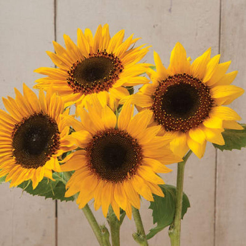 Classic sunflower appeal. Traditional, golden-yellow rays with dark brown disks. Bears armfuls of 3 to 5 inch blooms on 12 to 20 inch stems. Bears pollen; good for bee forage.  Flower buds can be fried and the petals used as a garnish in salads and desserts; the flavor is bittersweet. Grows to a height of 60 to  70 inches. Blooms in about 90 days. Germination rate 80% or better. 