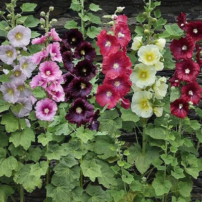 Elegant old-fashioned flowers. Large, 3 to 4 inch flowers in shades of creamy white to yellow and pink to dark maroon. Excellent focal point in the landscape or as background plants. Hardiness zones: 3 to 10. Grows to a height of 48 inches. Blooms in about 72 days. Germination rate is about 70% or better.