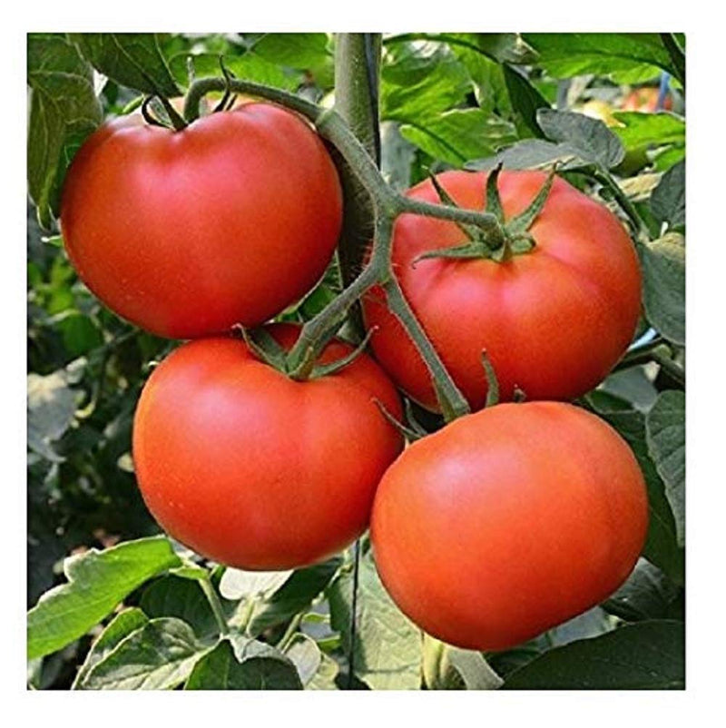 Tomato Beefsteak Determinate Homestead 25 Non-GMO, Heirloom Seeds
