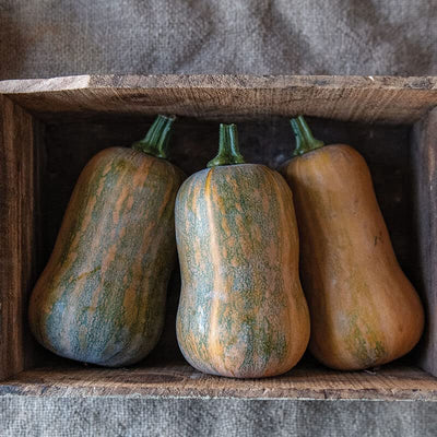 Squash Winter Butternut Honeynut is a popular mini butternut. This distinctive, dark tan butternut has a loyal following among customers, who often ask for it by name. Honeynut is later-maturing, so plant early to achieve best tan coloration; if stored green, fruits will eventually ripen to tan in storage. Will keep for about 3 months in cool storage.
