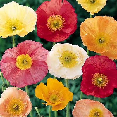 Iceland Poppy is a hardy perennial or biennial native to the arctic regions of North America, and extending eastward in cooler climates. The radiant white, yellow or orange flowers are individually isolated on an upright hairy stem, producing dazzling splashes of color when planted in mass.&nbsp; 