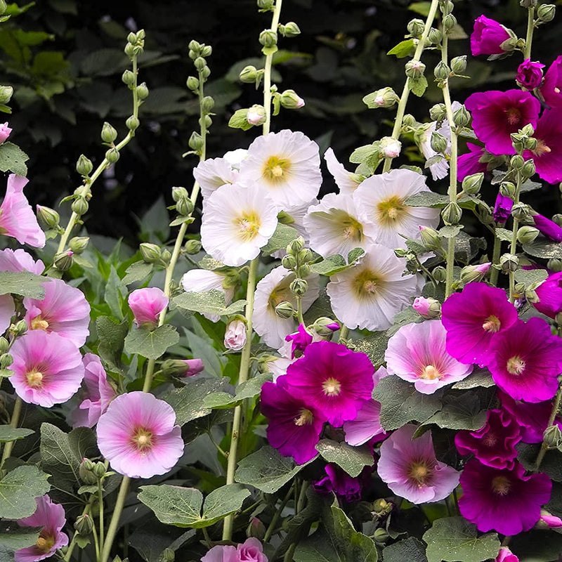 Flower Hollyhock Indian Spring Mix 50 Non-GMO, Heirloom Seeds