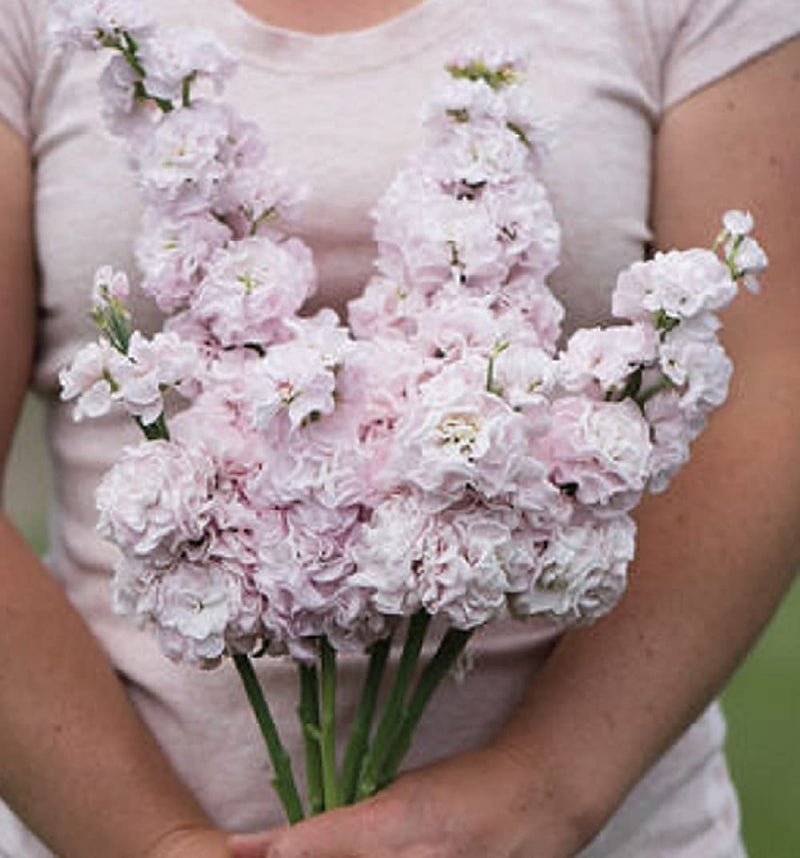 Premium, reliable florist quality. Early single-stem, or column-type stock in a highly uniform series for one-cut harvest. Aptly named for strong, straight, rigid stems. It is slightly later to flower, and has shorter and thicker stems. Tightly spaced florets on the flower spike make for compact 1 1/2–2", soft blush/rose pink blooms with a full appearance. 