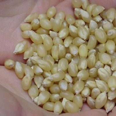 Popcorn Japanese Hulless has a nutty flavorful with High yielding potential. 4 to 5 foot tall stalks produce 4 inch ears; 3 to 4 per stalk. Old favorite with smaller kernel corn with a very thin hull that makes it much more palatable than regular popcorn. Pops pure white, very tender without a hard center.