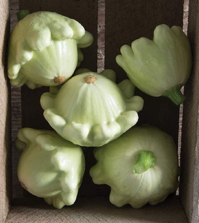 Squash Summer Scallop Jaune Et Verte is a unique tulip-shaped patty pan. Attractive light green fruits with dense, flavorful flesh are perfect for stuffing. Full habit plants. Slightly earlier and higher yielding than Benning's Green Tint. Mature fruits are cream and green-striped and can be used as ornamentals. Harvest in about 50 days. Germination rate about 80% and better.