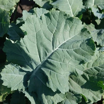 Close-up of a single green kale leaf with a veined texture and a central stem.