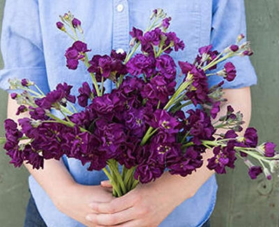 Versatile single-stem stock. Long stems with 1 1/2–2", dark purple blooms. Early blooming one-cut series. Good uniformity in bloom time and stem length. 55–60% double-flowering without selection; some selection possible. 