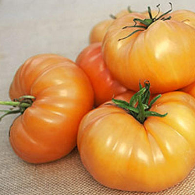 Wonderful and plump indeterminate tomato, great for cooking and sandwiches. A must have at any farmer's market. Seeds are heirloom. Harvest in 85 days. Germination rate about 80% or better.  Our Non-GMO seeds are sustainable. Our packaging is environmentally friendly, climate friendly, reusable, and recyclable. 