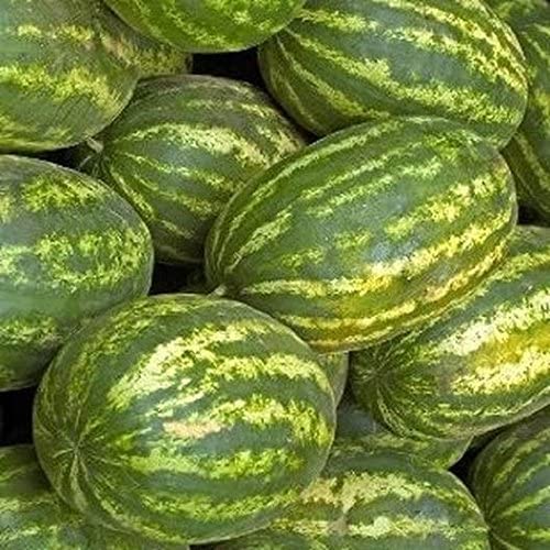 Fruit Watermelon Klondike Blue Ribbon Strip 50 Non-GMO, Heirloom Seeds