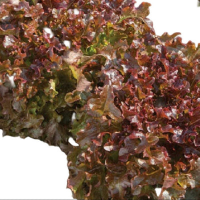 A bed of burgundy red oakleaf lettuce with deeply lobed leaves, grown in soil.