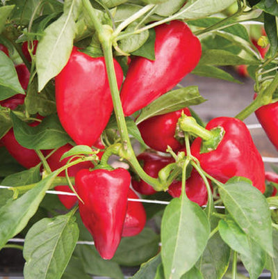 Sweet, cone-shaped peppers. Sweet, juicy, and thick-fleshed, these 4 inches long, heart-shaped peppers are not only delicious in salads and salsas but are also great for roasting. Dependably productive even in areas with cooler summers.