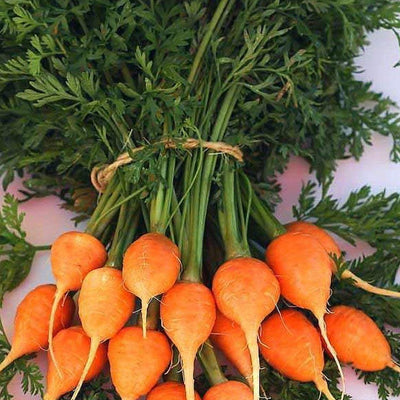 Popular in Europe for many years, these short round carrots are considered a novelty. They grow well in soil too shallow or heavy for longer rooted carrots and are ideal for container planting.  