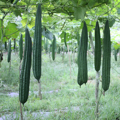 A standard sponge gourd also known as Vegetable Sponge or Dishcloth Gourd. Vigorous vines from which fruit can be harvested over a long period of time. It is the only plant known that can be raised and used as a sponge. The sponges are very versatile in that they can be used for bathing, washing dishes or scrubbing. The Luffa is widely used for bathing to invigorate the skin as well as gift giving and crafts.