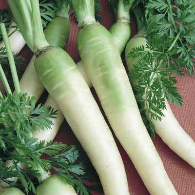 Here is a vigorous producer with creamy white roots that are very mild, delicious, and fine flavored with a very small core. White carrots were grown in the Middle Ages and have become very rare. As part of his series on Doomsday Prepping
